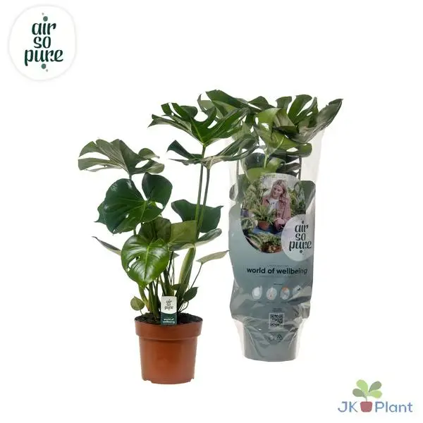 2 x Gartenpflanze, Grüne Zimmerpflanze, Tropisch, Fensterblatt - Ø17cm - ↕55cm
