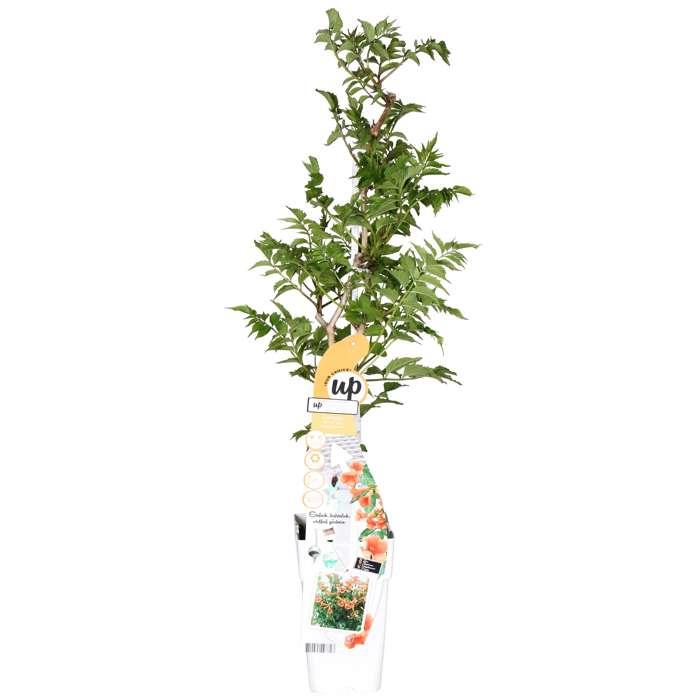 1 Campsis ‘Indian Summer’ planten – 65cm hoog in pot Ø15cm