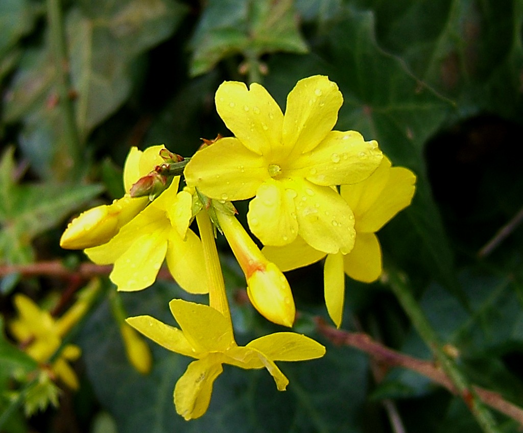 Gele bloei van Jasminum nudiflorum, winterjasmijn