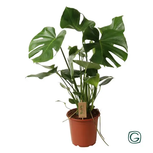 Die Fensterblattpflanze, Grüne Zimmerpflanze, Tropisch, Monstera Deliciosa P21 - Ø21cm - ↕60cm