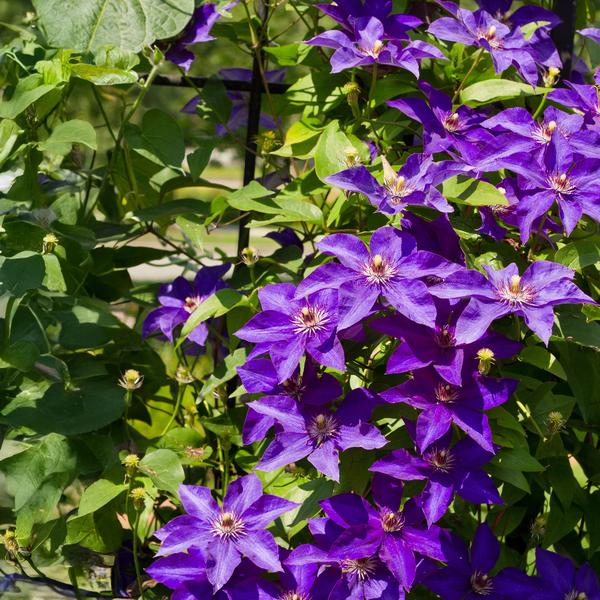 Clematis 'The President' klimt sierlijk langs een pergola in een zonovergoten tuin