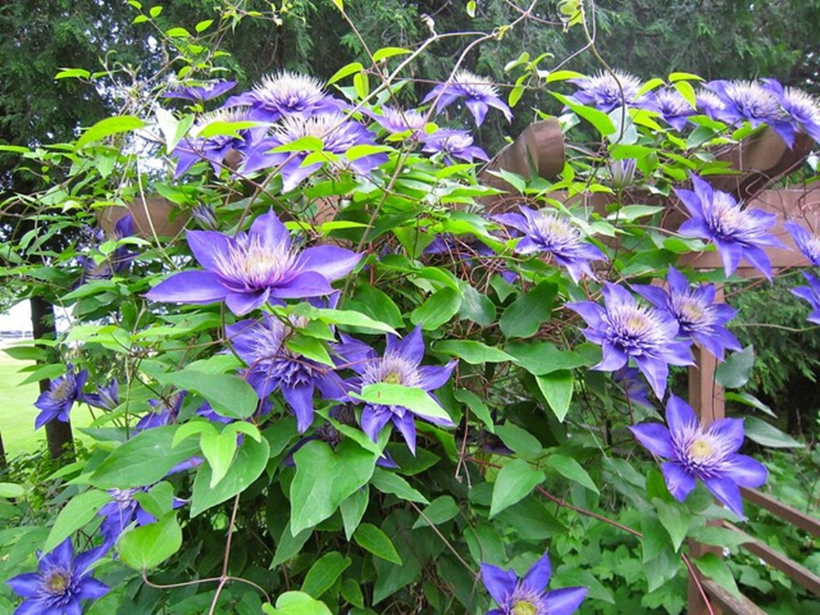 Prachtige dubbele bloemen van Clematis Multi Blue in de tuin