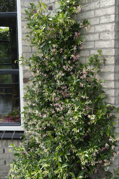 Trachelospermum Mix klimplant met bloemen in bloei