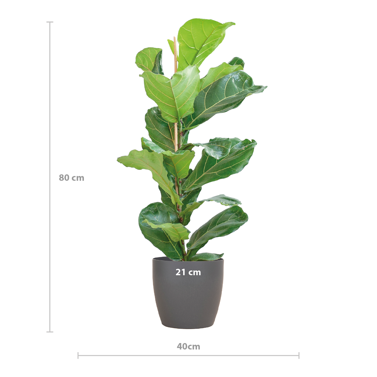ficus lyrata vioolbladplant 80cm afmeting