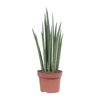 Schwiegermutterzunge, Zylindrisches/Speerförmiges Grünblatt, Sansevieria Mikado - Ø19cm - ↕70cm
