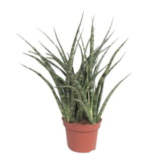 Schwiegermutterzunge, Sansevieria Fernwood Punk Ø12cm - ↕35cm