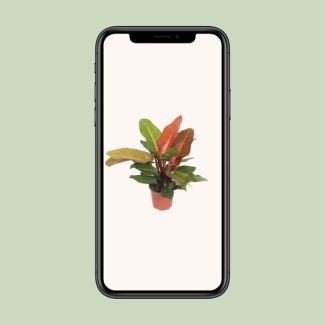 Philodendron orange