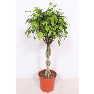 Ficus Exotica - Höhe 120 cm - Zimmerpflanze Ficus / Feige Ø30cm