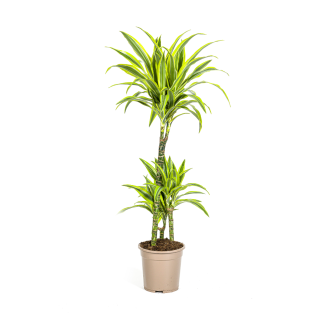 dracaena-deremensis-lemon-lime-kamerplant