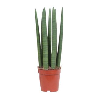 Schwiegermutterzunge, Sansevieria Mikado - Ø12cm - ↕40cm