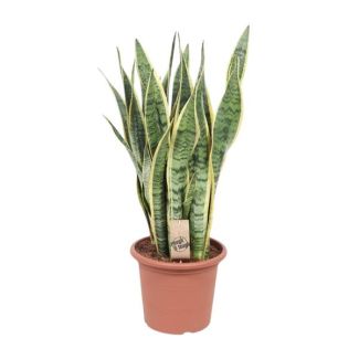 Schwiegermutterzunge, Goldrandpflanze, Schwertförmiges Dunkelgrünes Blatt mit Gelbem Rand, Sansevieria Laurentii - Ø25cm - ↕85cm