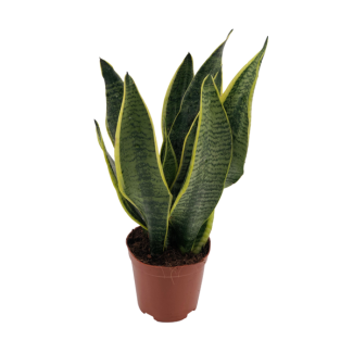 Schwiegermutterzunge, Zierliche Sansevieria - Ø12cm - ↕40cm