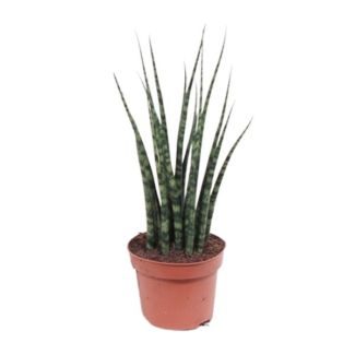 Die Mikado Pflanze, Der Sansevieria Varenhout Mikado, Ø12cm - ↕40cm