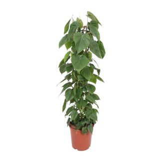 Philodendron Scandens - 120 cm hoch - Kletterpflanze für drinnen