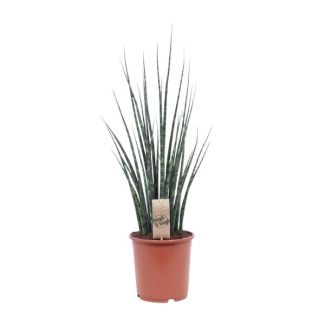 Schwiegermutterzunge, Sansevieria Mikado - Ø19cm - ↕80cm