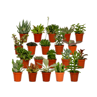Sukkulenten, Sukkulentenmischung 20 Stück Ø5 5cm - ↕7cm