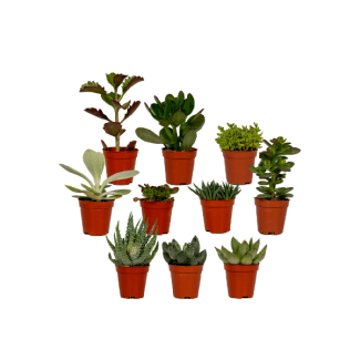 Sukkulentenmix 10 Stück Ø5,5 cm - ↕7 cm