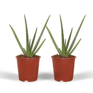 2 Stück Aloe Vera, mit Topf, Ø12cm - ↕40cm, Grüne Pflanze, Medizinische Eigenschaften