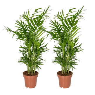 Chamaedorea elegans (Mexikanische Bergpalme) - 2 Stück - Ø12cm - ↕40cm