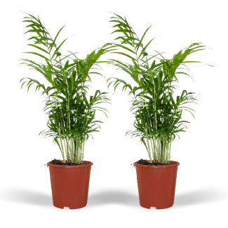 2x Mexikanische Zwergpalme, Zimmerpflanze, Bergpalme, Chamaedorea elegans -Ø17cm - ↕55cm