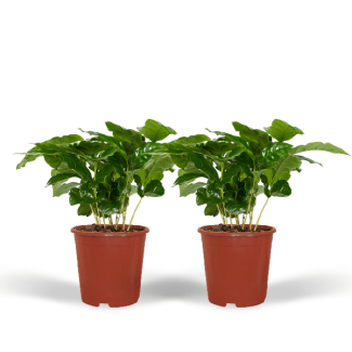 2x Arabica-Kaffeepflanzen - Zimmerpflanze x2 - ↕25cm - Ø12cm