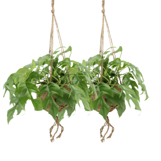 2 Stück Hängepflanzen in Kokodama, Fensterblatt, Grüne Zimmerpflanze, Tropisch, Monstera Deliciosa - Ø15cm - ↕25cm