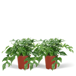 2 Stück Fensterblatt, Grüne Zimmerpflanze, Tropisch, Monstera Deliciosa - Ø21cm - ↕70cm