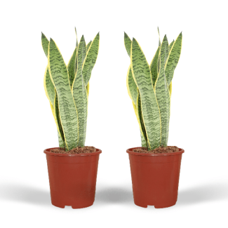 Set von 2 Stück, Schwiegermutterzunge, Goldrandpflanze, Schwertförmiges Dunkelgrünes Blatt mit Gelbem Rand Sansevieria Laurentii - 40cm - ø14