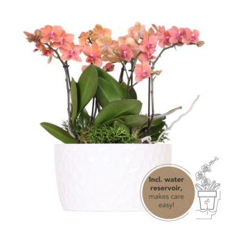 Dschungelstrauß Orange, Pflanzenset in Honigschale (Weiße Schale) mit 3 Orchideen Bolzano, Farbe Orange, und 3 grünen Pflanzen, mit selbstversorgendem Wasserreservoir, Orchideen Topfgröße 9 cm