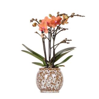 Schmetterlingsorchidee Mineral Bolzano, Farbe Orange, Safari-Topf, blühende Zimmerpflanze, Phalaenopsis-Orchideen, Topfgröße 09 cm