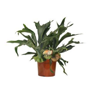 Hertshornfarn | Platycerium bifurcatum - Einzigartige Zimmerpflanze ca. 80 cm hoch Ø26 cm