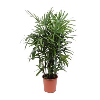 Frauenhandfläche Rhapis excelsa 120 cm hoch - Ø27 cm