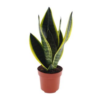 Schwiegermutterzunge, Frauenzunge, Sansevieria Futura Superbra, Tropisch, Ø12cm - ↕30cm