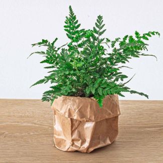 2 Stück Doppelgefiederter Adlerfarn - Athyrium spicatum - Terrarienpflanze - Topfgröße 6