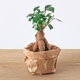 Set von 4 kleinen Ficus Ginseng Bonsai - Microcarpa - Topfgröße Ø 6 cm