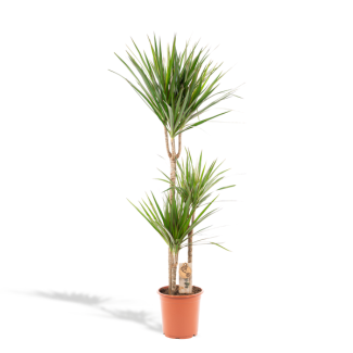 Drachenbaum, luftreinigende Zimmerpflanze - Ø21cm - ↕120cm - Dracaena Marginata