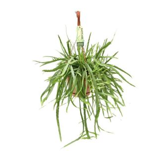 Besonderer Kaktus - Grüne Hängezimmerpflanze