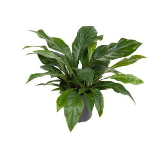 Anthurium Dschungelstrauch - 70 cm hoch - Urwaldstrauch - Zimmerpflanze mit tropischer Ausstrahlung