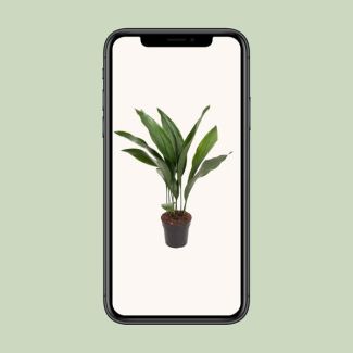 Aspidistra