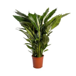 Der Löffelpflanze oder Die Friedenslilie, Bekannt für ihre Weißen Blumen, Spathiphyllum Sweet Sebastiano - Ø24cm - ↕110cm