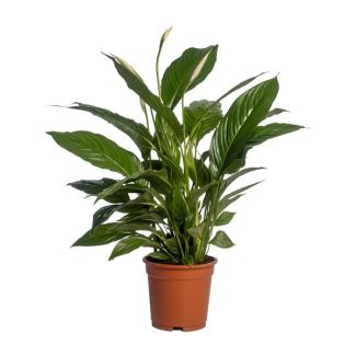 3 Stück Einblatt, Bekannt für seine weißen Blüten, Spathiphyllum Vivaldi - Ø17cm - ↕70cm