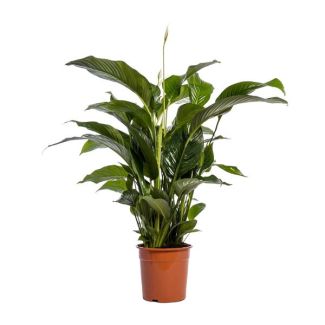 Der Löffelblatt oder Die Friedenslilie, Bekannt für seine Weißen Blüten, Spathiphyllum Bellini - Ø24cm - ↕100cm