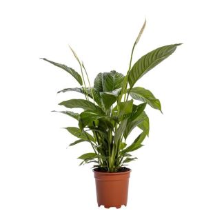 2 Stück Einblatt, Bekannt für seine weißen Blüten, Spathiphyllum Bingo Cupido - Ø19cm - ↕80cm