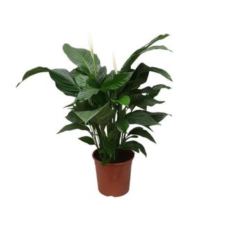 Der Löffelpflanze oder Die Friedenslilie, Bekannt für ihre weißen Blüten, Spathiphyllum Sweet Silvana - Ø24cm - ↕80cm