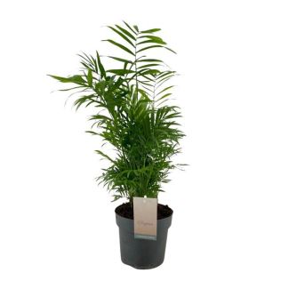 Mexikanische Zwergpalme, Zimmerpflanze, Palme, Chamaedorea elegans Ø17cm - ↕75cm