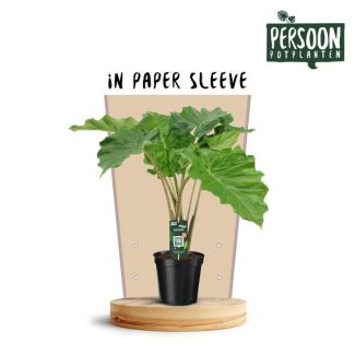 Elefantenohr, Tropische Exotische Grüne Pflanze, Alocasia Portodora - Ø21cm - ↕75cm