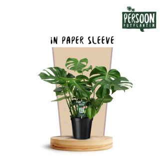 Die Fensterblattpflanze, Grüne Zimmerpflanze, Tropisch, Monstera Deliciosa - Ø21 ↕75