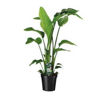 Weiße Paradiesvogelblume, Tropische Grünpflanze, Strelitzia Nicolai, Ø19cm - ↕90cm