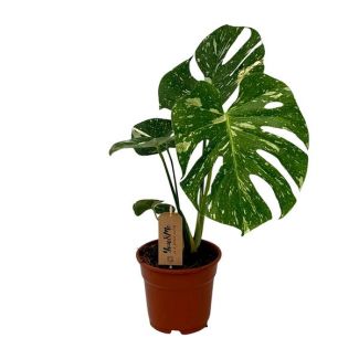 Die Fensterblattpflanze, Grüne Zimmerpflanze, Tropisch, Monstera Deliciosa - Ø17cm - ↕50cm