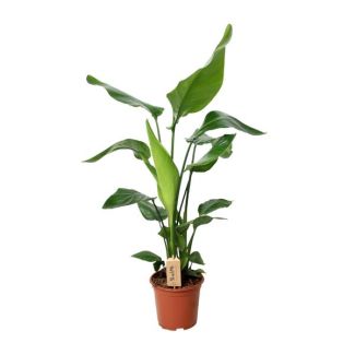 Weiße Paradiesvogelblume, Tropische Grüne Pflanze, Strelitzia Nicolai, Ø19cm - ↕90cm